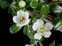 Cotoneaster microphyllus: Flowers in male and female phases.
 Image: D. Glenny © Landcare Research 2017 CC BY 3.0 NZ